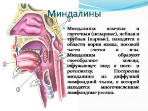 Миндалины, как наша круговая защита