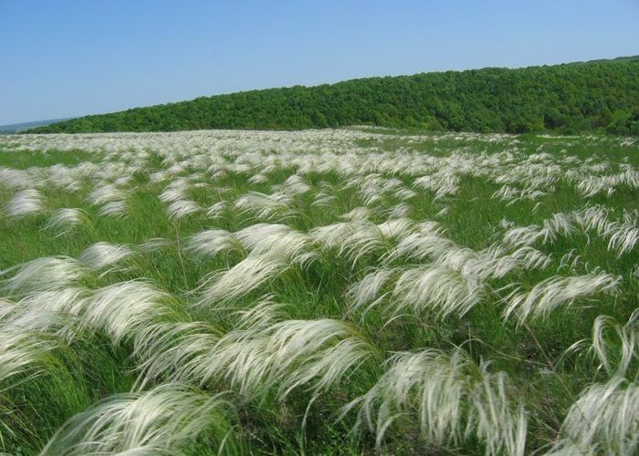 Ковыль Ковыль