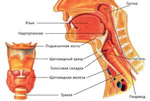 Гортань