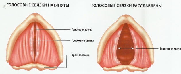 Голосовые связки