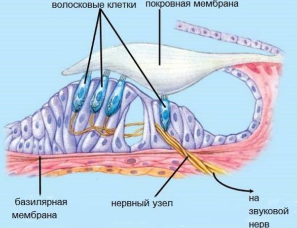 Строение внутреннего уха