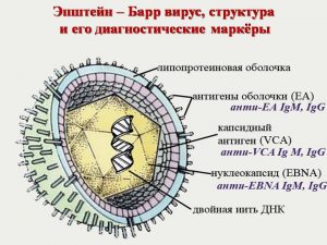 Вирус Эпштейна-Барр