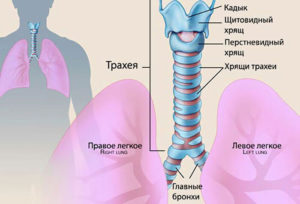 Ларинготрахеит у взрослых считается более частой ситуацией и развивается по тем же патогенетическим механизмам, что и у детей