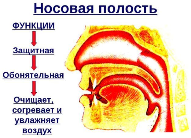 Анатомия носа и его функции в организме