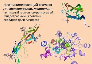 лютеинизирующий гормон повышен