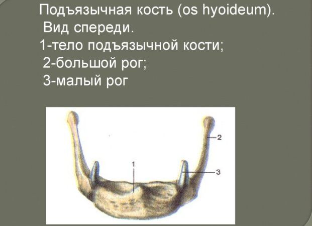 Подъязычная кость