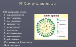 РНК содержащие вирусы