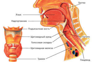 Строение ЛОР органов