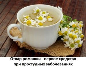 Ромашка при простуде