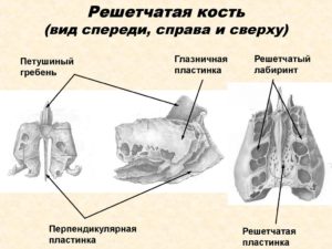 Решетчатая кость