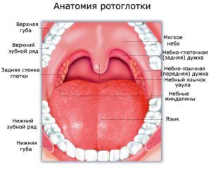Строение горла
