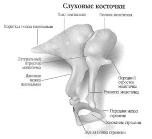 При сокращении слуховых косточек может возникнуть специфическое щелканье в ушах