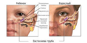 Строение слуховой трубы