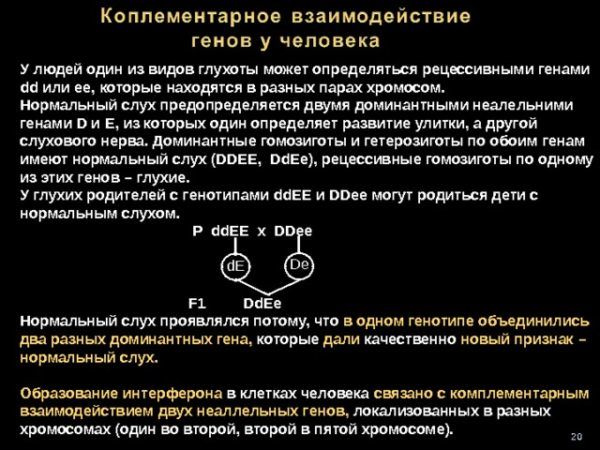 У людей один из видов глухоты может определяться рецессивными генами dd или ee