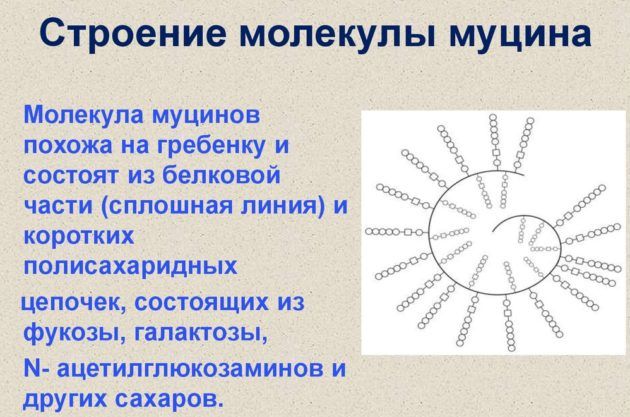 Белок муцина