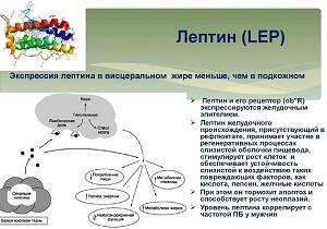 гормон лептин за что отвечает у женщин