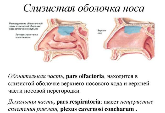 Слизистая оболочка носа
