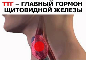тиреотропный гормон ттг