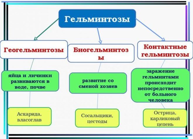 Гельминтозы