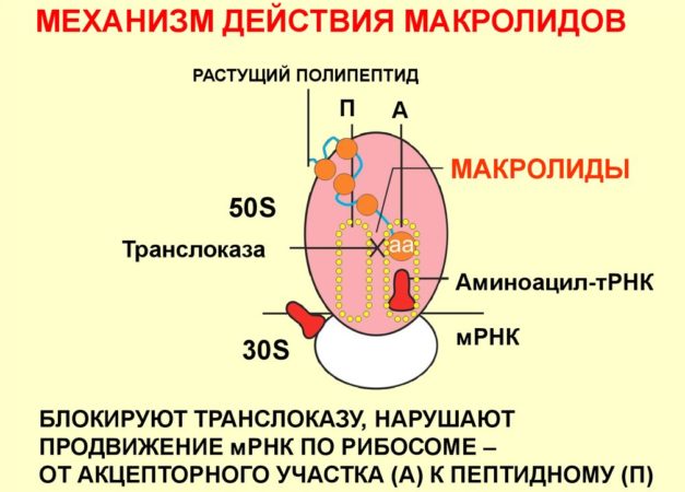 Макролиды