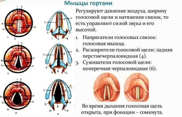 Мышцы гортани