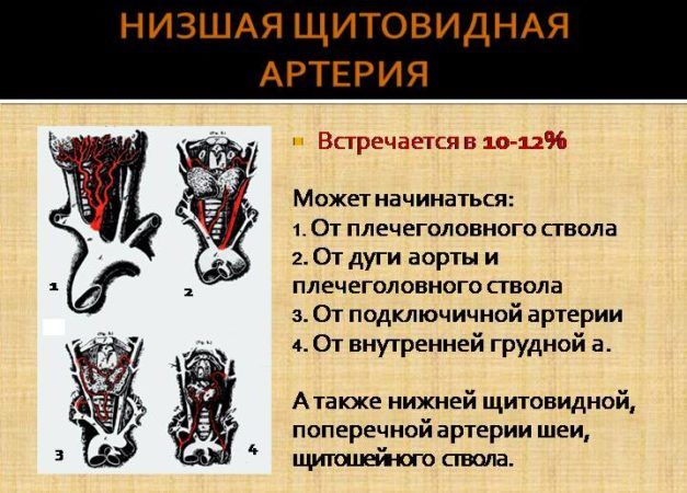 Нижняя щитовидная