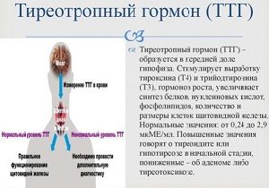 ттг т3 т4