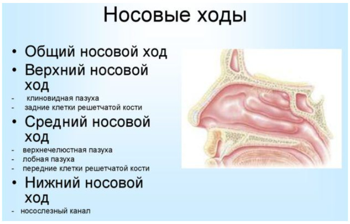 Носовые ходы 