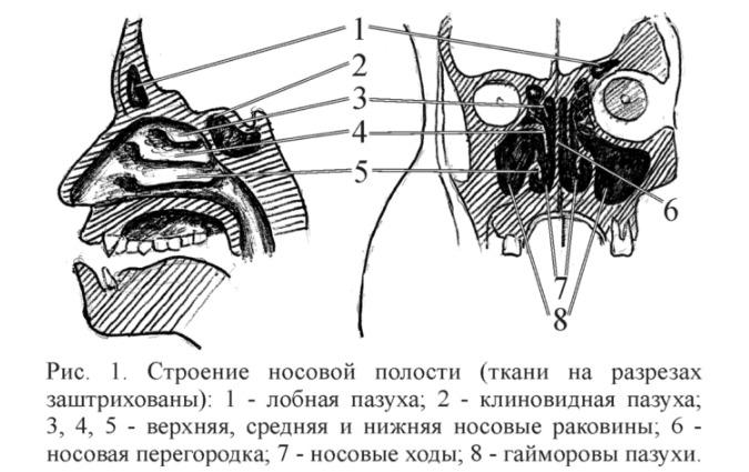 Гайморовые пазухи