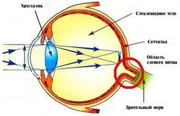 Локализация слепого пятна