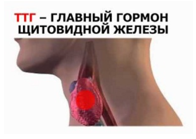 Гормон ТТГ