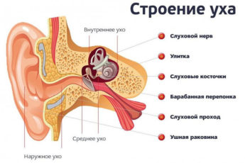 Строение уха