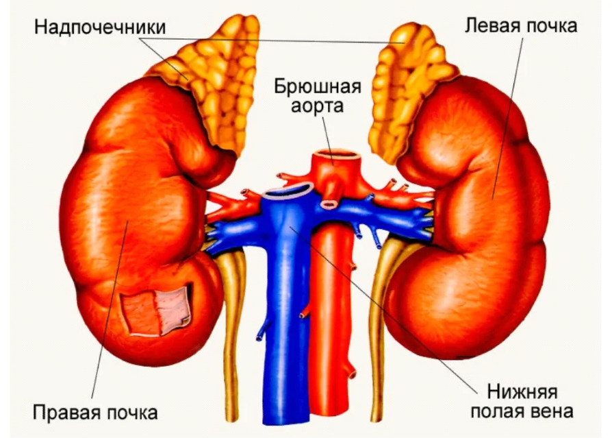 Надпочечники