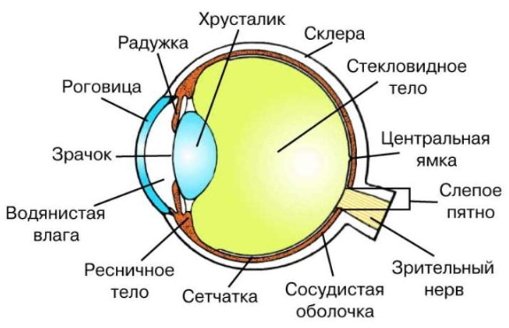 Список самых распространенных болезней глаз причины, симптомы и методы лечения