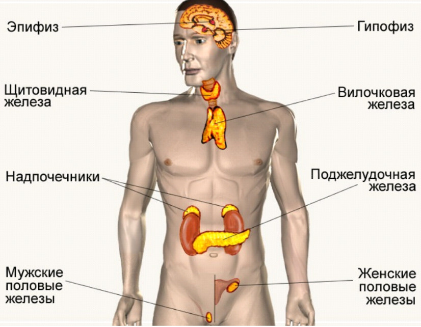 Эндокринная система человека