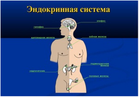 Эндокринная система 