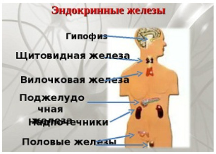 Эндокринные железы человека 
