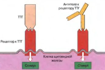 Аутоиммунитет