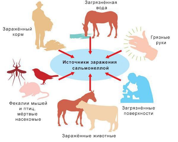 Сальмонеллез: причины, симптомы и способы предотвращения