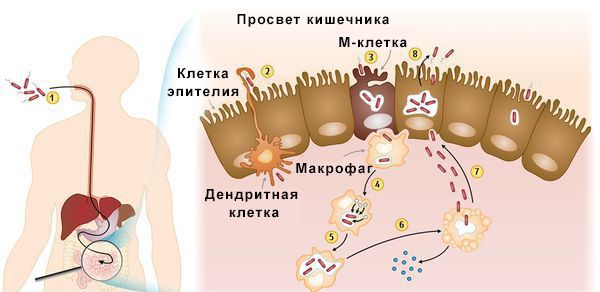 Сальмонеллез: причины, симптомы и способы предотвращения